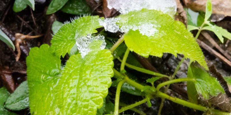Apple mint with ice Apple mint with ice