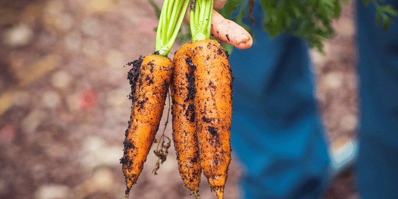 carrots carrots