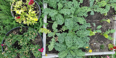 kale-sept kale-sept