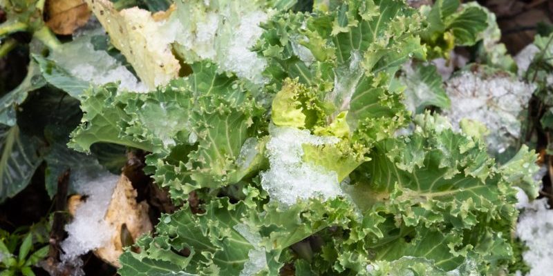 kale with sleet kale with sleet