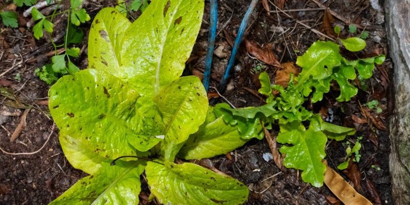 lettuce lettuce