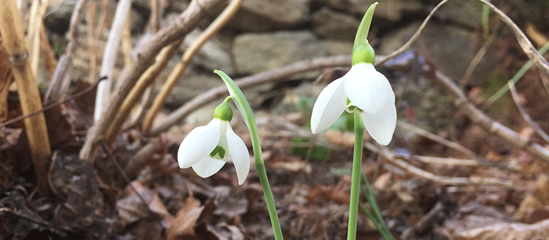 snowdrops-august-2022 snowdrops-august-2022