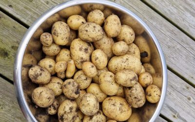 Here is how & when to harvest potatoes, how to wash them sustainably and what to do with green potatoes.