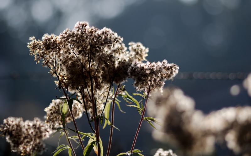 Wasserdost im Herbst