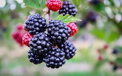 Caroline's ultimate blackberry guide, with everything you need to know about growing, harvesting and making blackberries become delicacies!