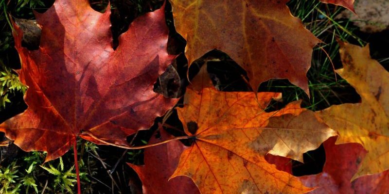 anne-nygard-usC4K8aX0uY-unsplash anne-nygard-usC4K8aX0uY-unsplash