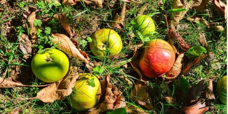 apples