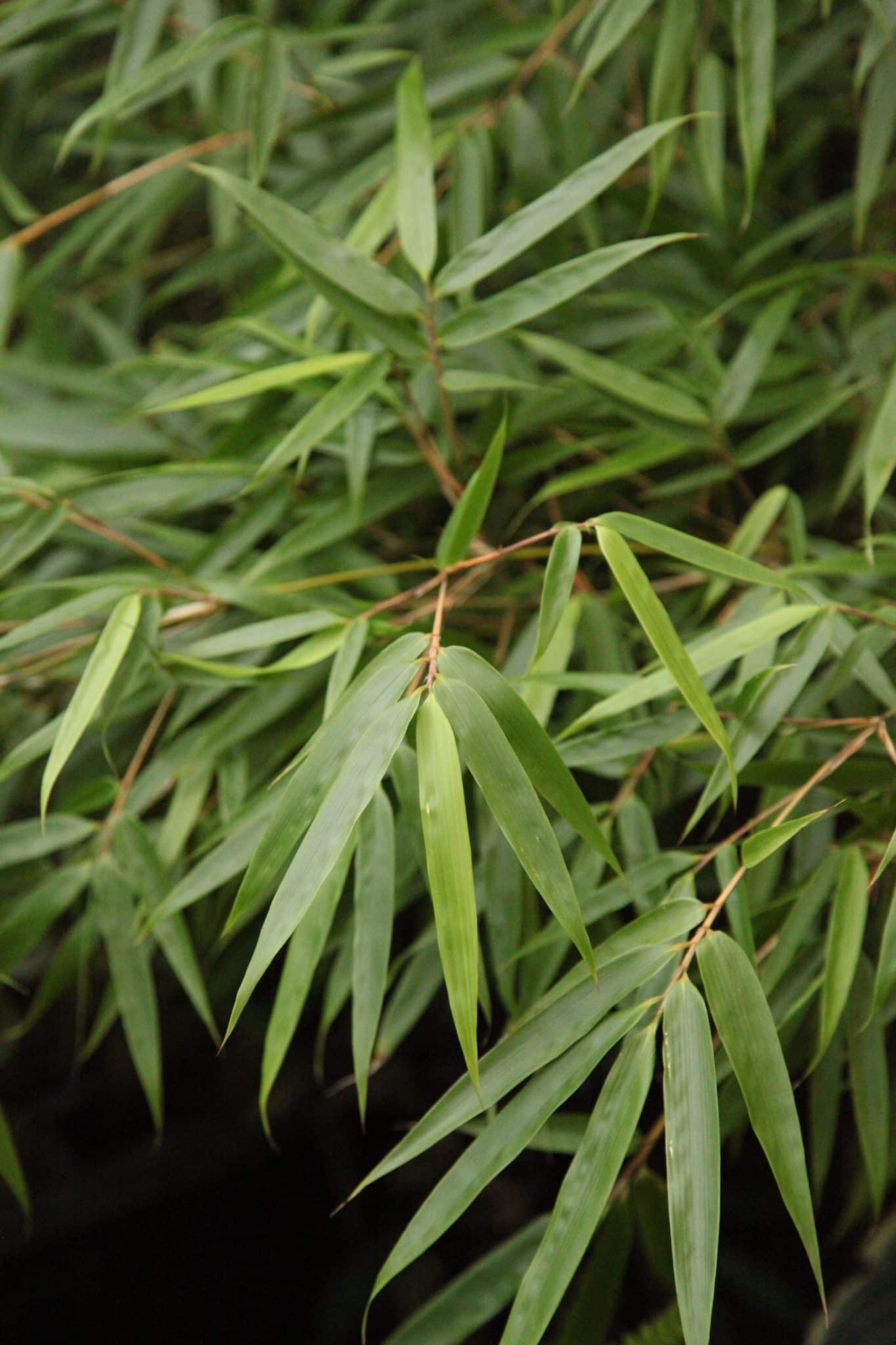 bambu