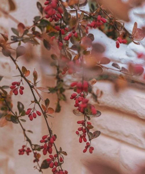 farrinni-5Yj1lEuG0Rk-unsplash farrinni-5Yj1lEuG0Rk-unsplash