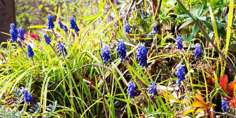 1-800x400px-gardenize-blue-mascari Blue mascari - Gardenize