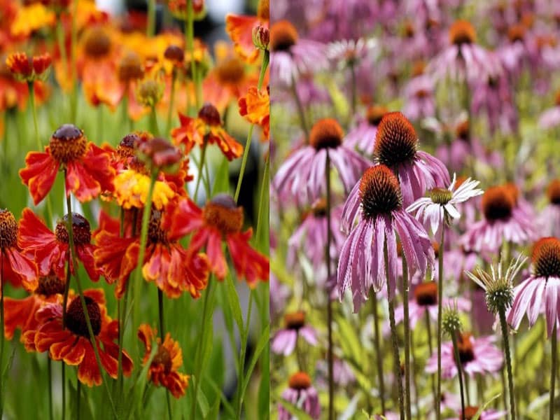 2-800x600px-gardenize-echineacea-purpurea