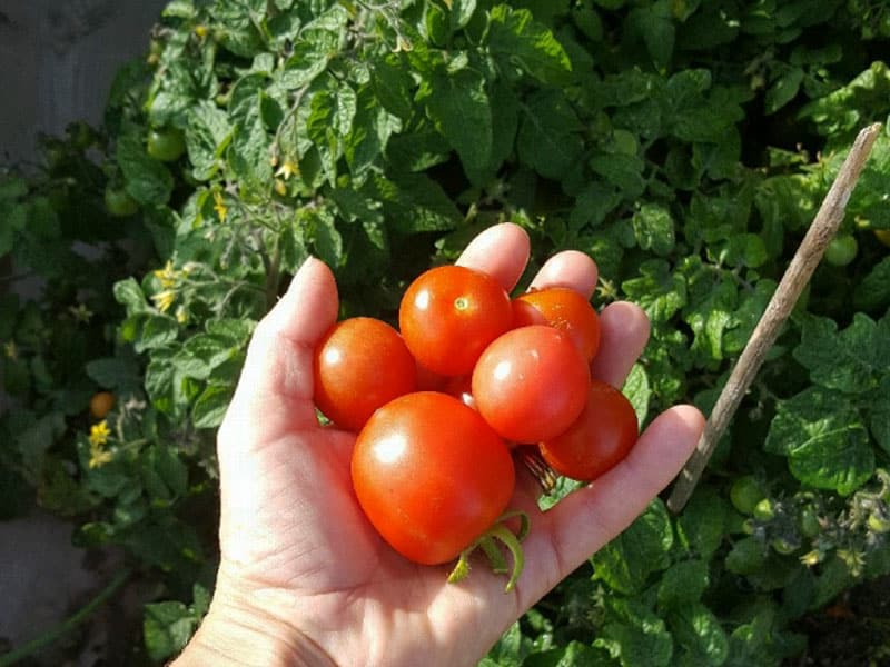 2-800x600px-gardenize-tiny-tim-tomat Odla tomater - Gardenize