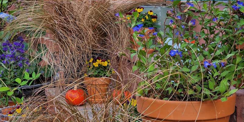 3-800x400px-gardenize-fuchsrote-neusseeland-segge fuchsrote - Gardenize