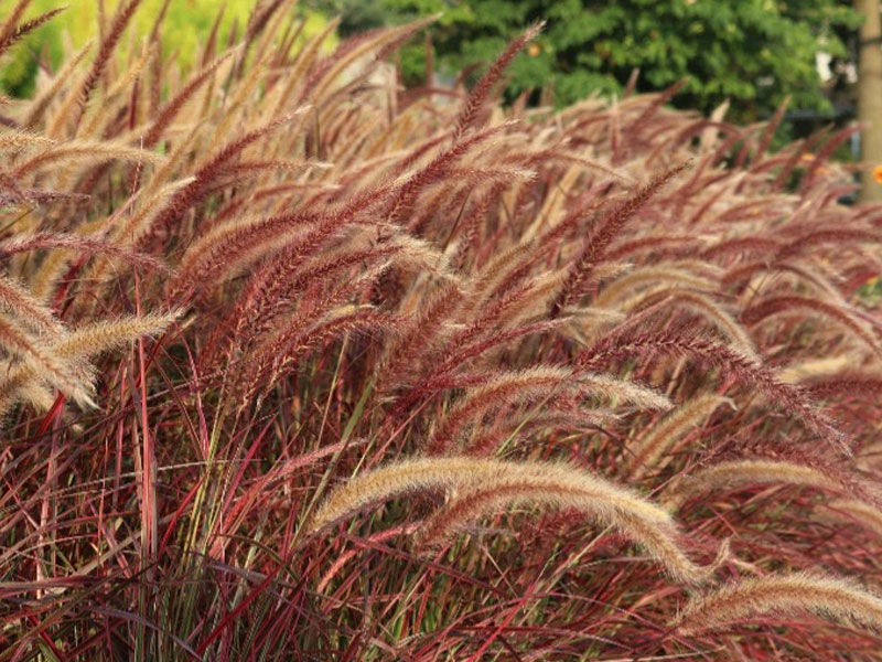 3-800x600px-gardenize-pennisetum-rubrum grass in garden