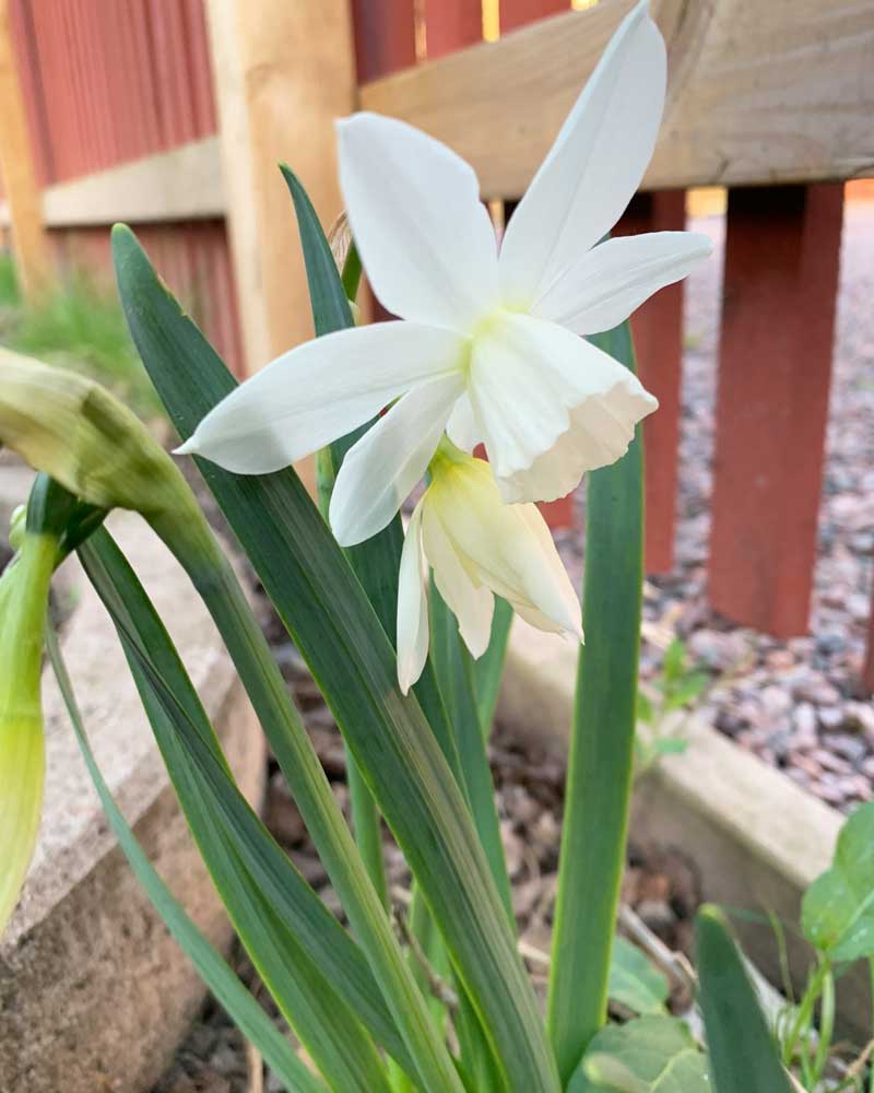800x1000px-gardenize-narciss Narciss - Jenny Lofstrom - Gardenize
