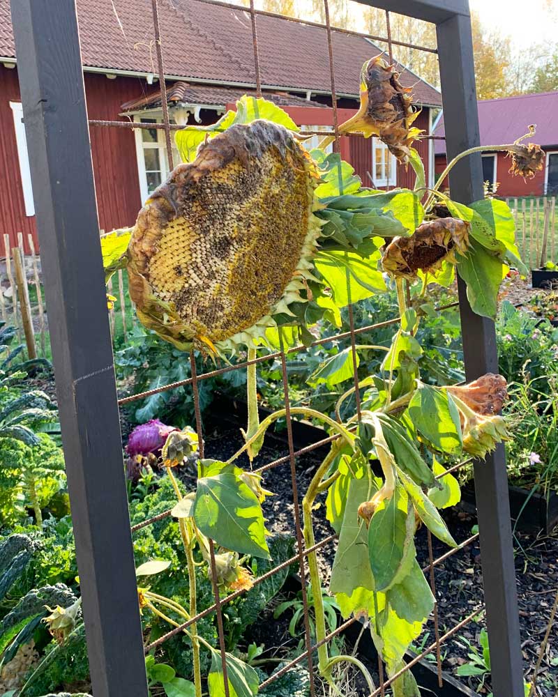 800x1000px-gardenize-solros-fagelmat Solros som fagelmat - Jenny Lofstrom - Gardenize