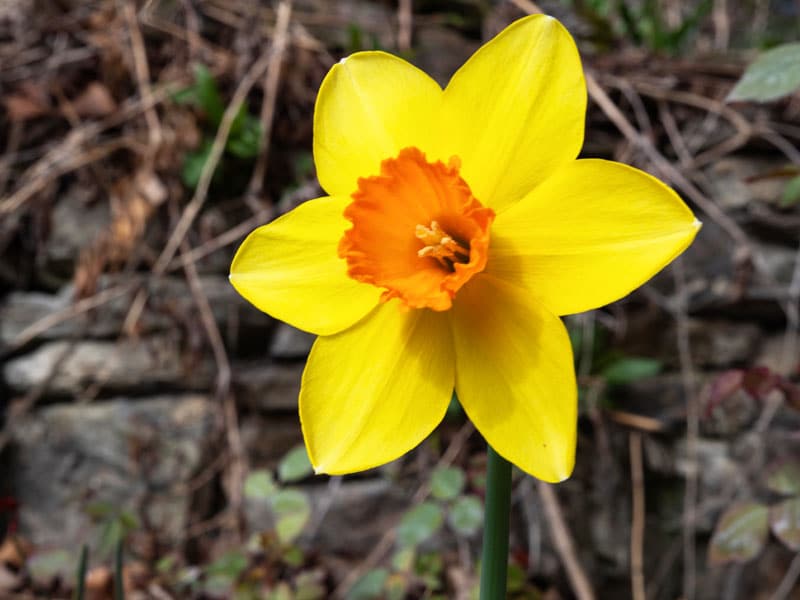 800x600px-gardenize-daffodil-orange-trumpet-kempo Daffodil - Gardenize