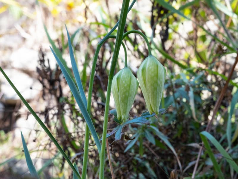 800x600px-gardenize-fritillary-white Fritillary - Gardenize