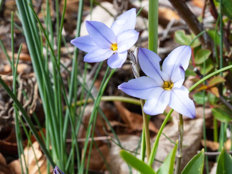 800x600px-gardenize-ipheion Ipheion - Gardenize