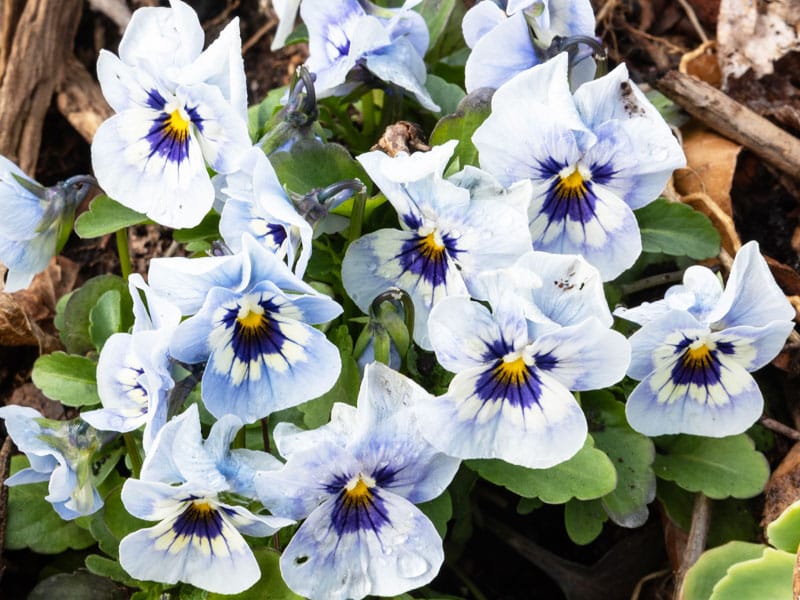 800x600px-gardenize-pale-blue-violas Pale blue violas - Gardenize