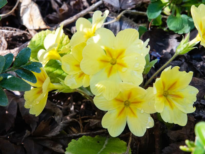 800x600px-gardenize-primula-yellow Yellow primula - Gardenize