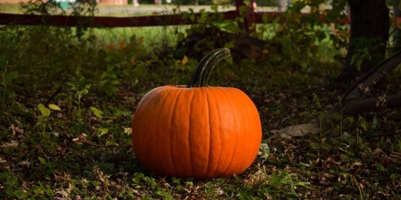 pumpkin_matt-eberle-unsplash Pumpkin season