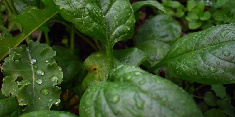 1-800x400px-gardenize-heading-tidiga-blad