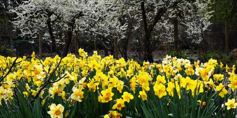 1-800x400px-gardenize-new-zealand-daffodils