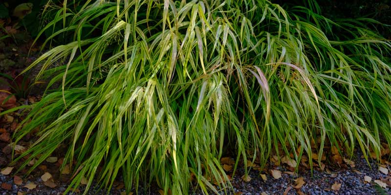 1-800x400px-gardenize-ulrika-flodin-furas-hakonegras