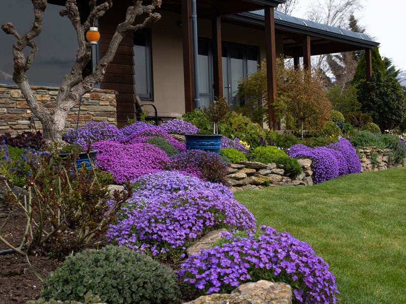 12-800x600px-gardenize-aubretia-border