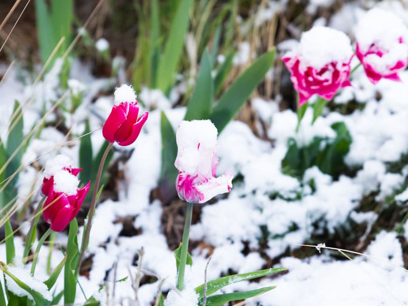 13-800x600px-gardenize-tulips-snow