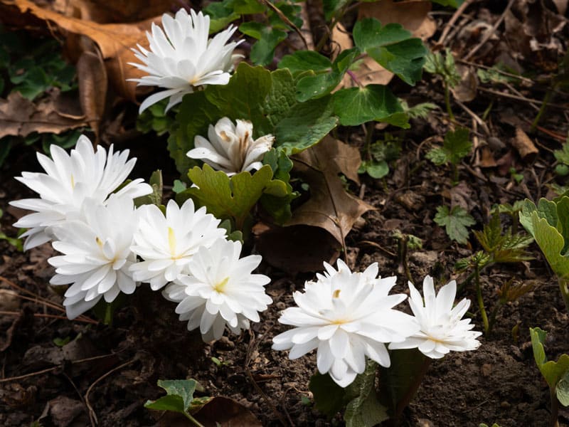 2-800x600px-gardenize-new-zealand-garden-bloodroot