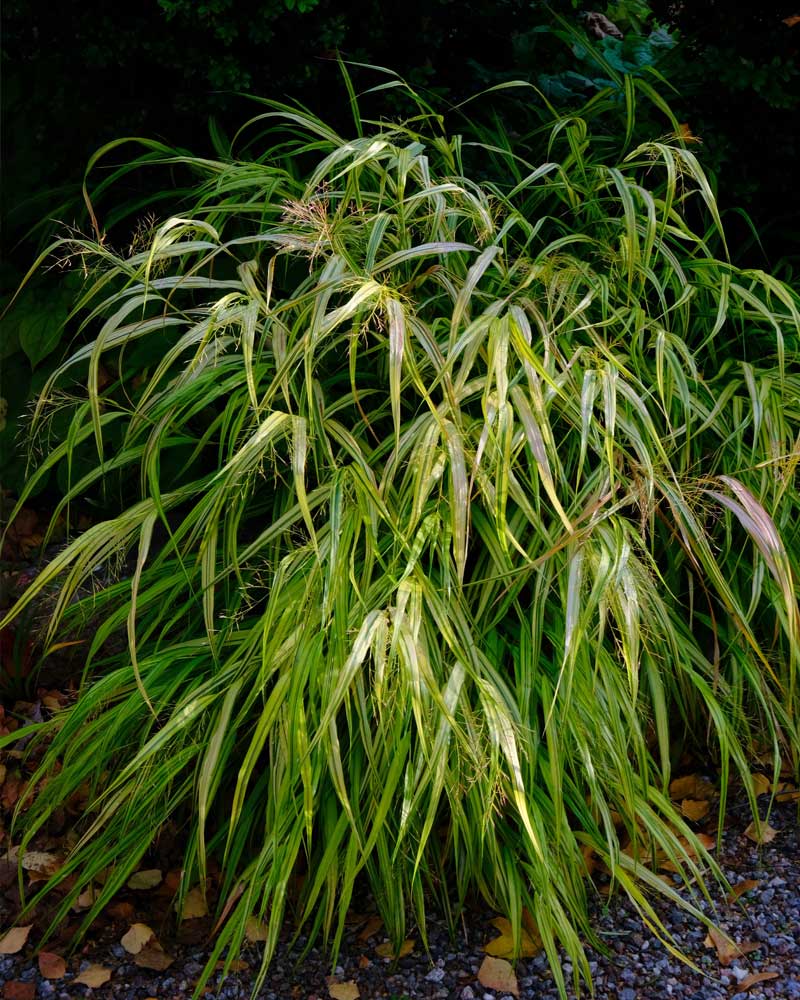 3-1000x800px-gardenize-ulrika-flodin-furas-hakonegras