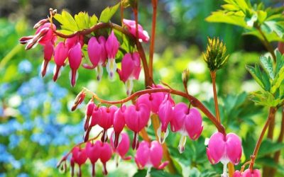 It’s time to plan your spring garden; prepare the ground, plant bulbs and trees, and make sure to plant your..