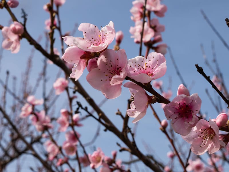 3-800x600px-gardenize-new-zealand-peach-blossom