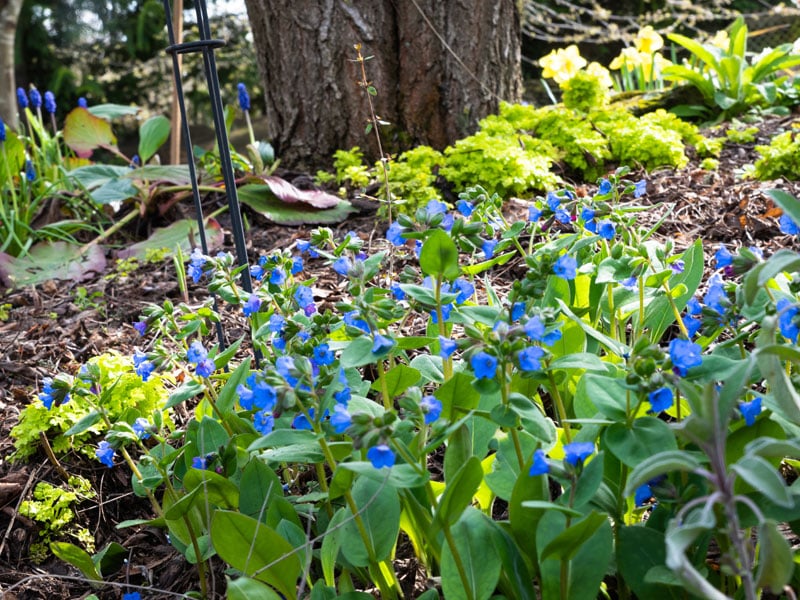 5-800x600px-gardenize-new-zealand-pulmoria-blue