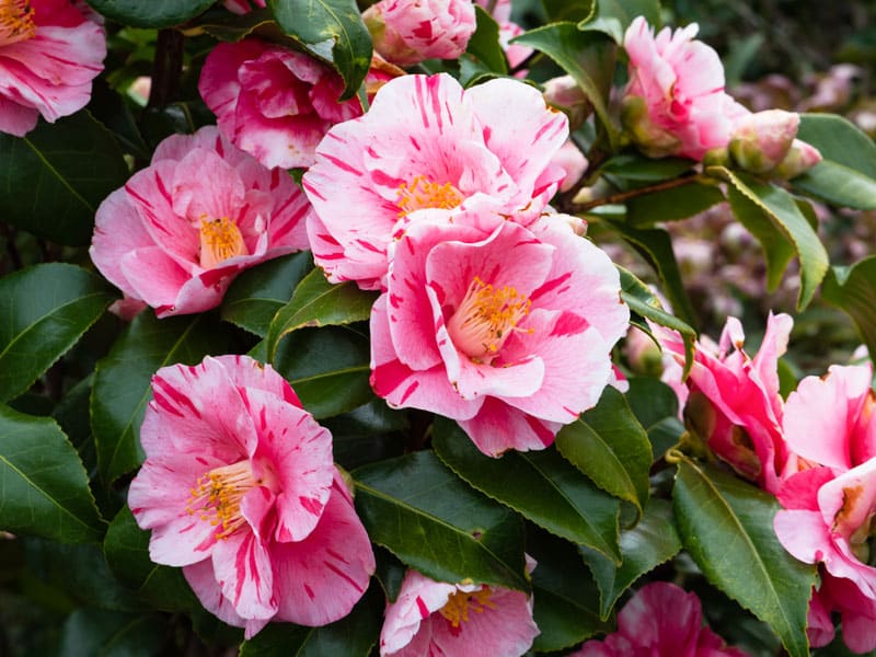6-800x600px-gardenize-new-zealand-camellia-pink