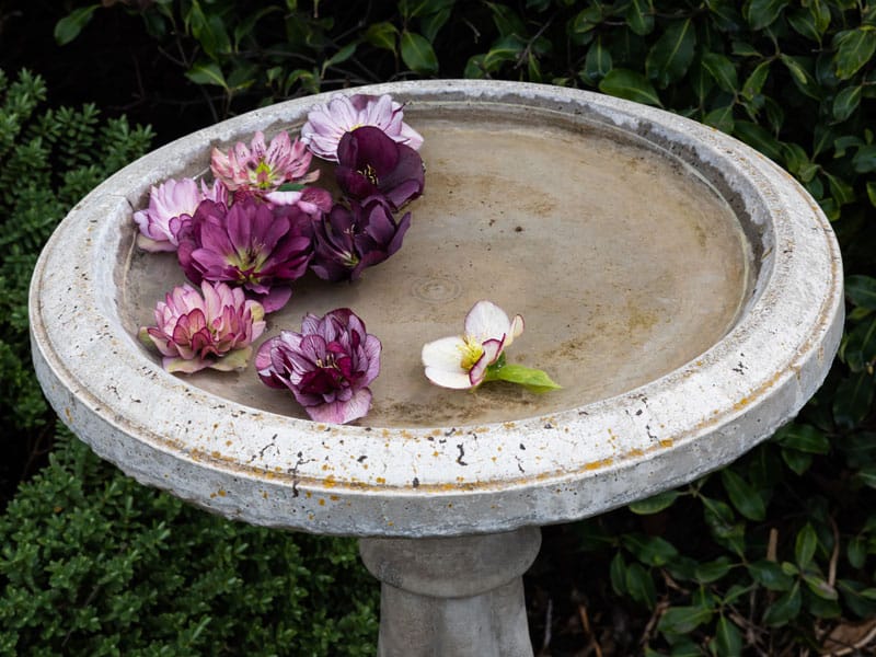 7-800x600px-gardenize-hellebores-birdbath